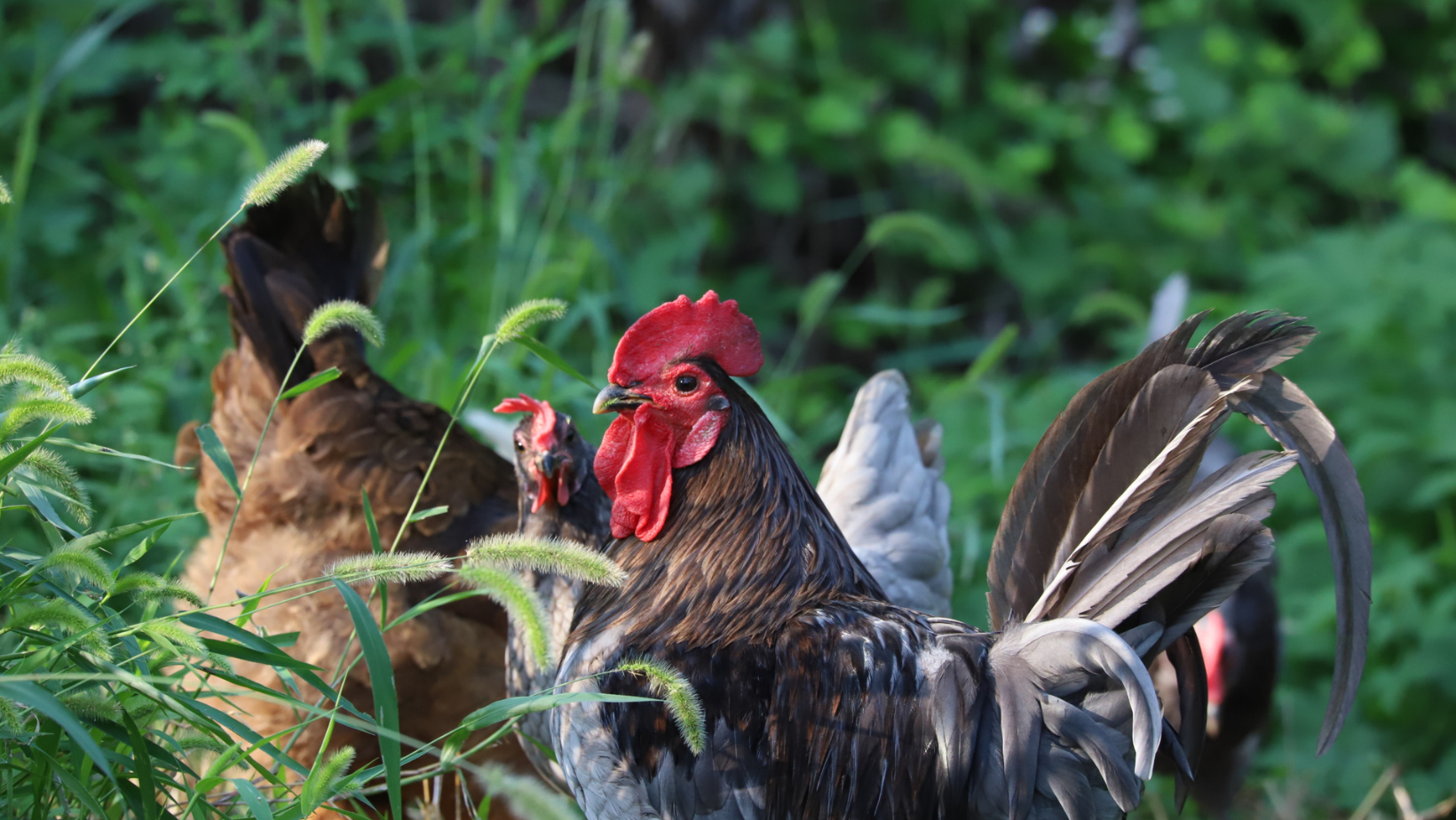 Local-Chicken